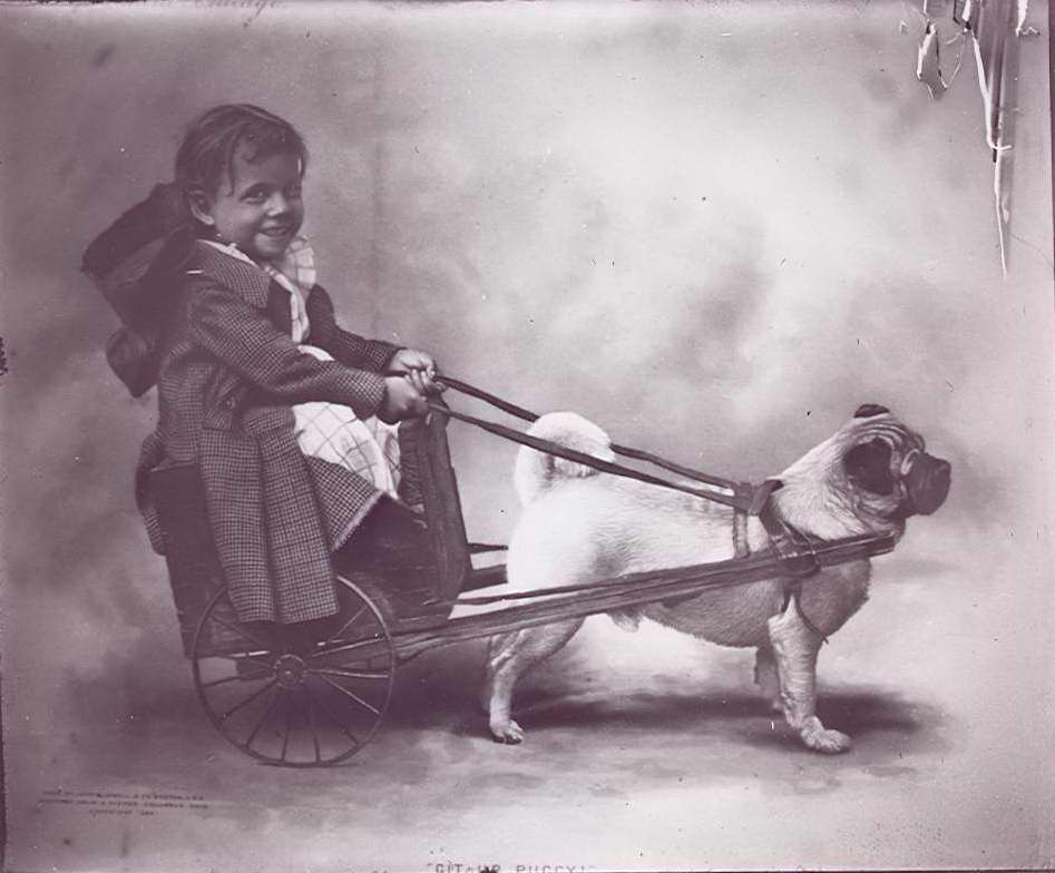 Boy in cart being pulled by dog