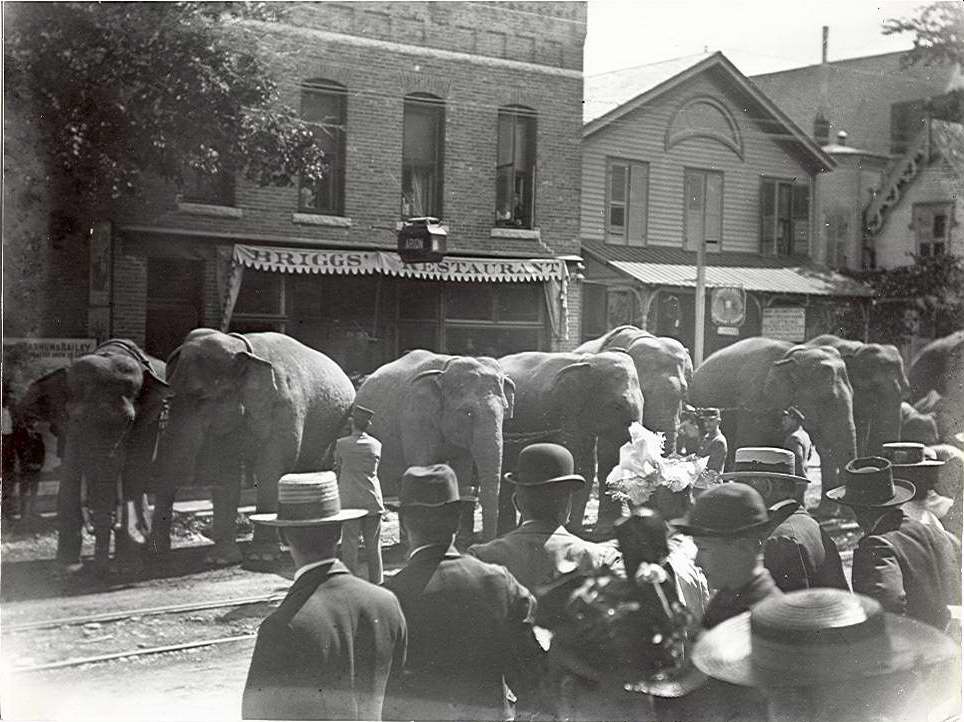10 elephants in a circus parade