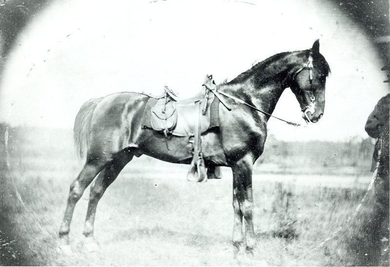 Robert Oliver's horse, "Dick"